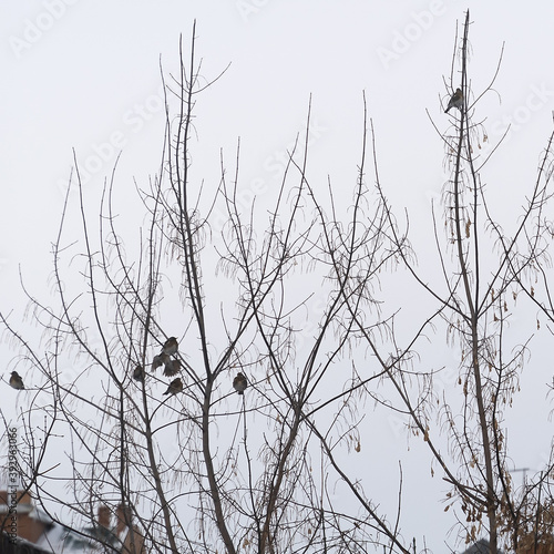 Sparrow birds sit on a linden tree.