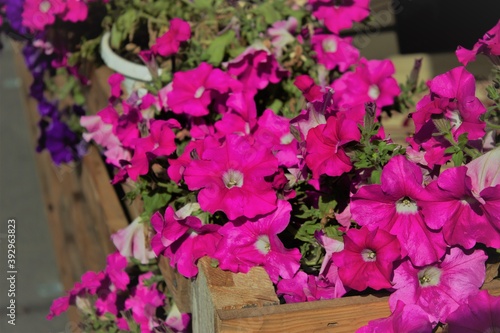 Fototapeta Naklejka Na Ścianę i Meble -  pink flowers in a wooden box