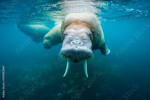Underwater Walrus, Svalbard photo