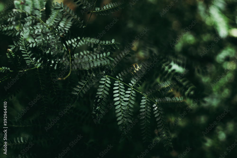 Leaves texture green background