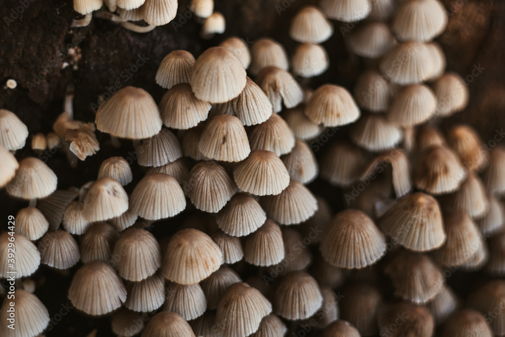 Mushrooms on the wet forest floor , fall in Extremadura Mushrooms on the wet forest floor , fall in Extremadura