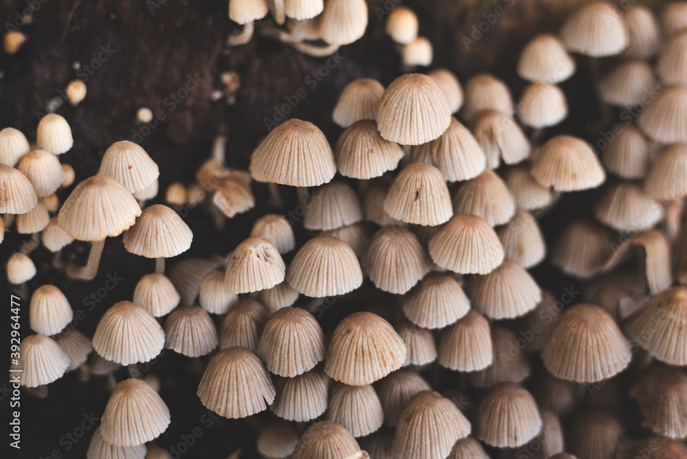 Mushrooms on the wet forest floor , fall in Extremadura Mushrooms on the wet forest floor , fall in Extremadura