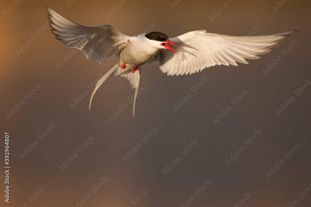 Obraz premium Arctic Tern, Svalbard, Norway