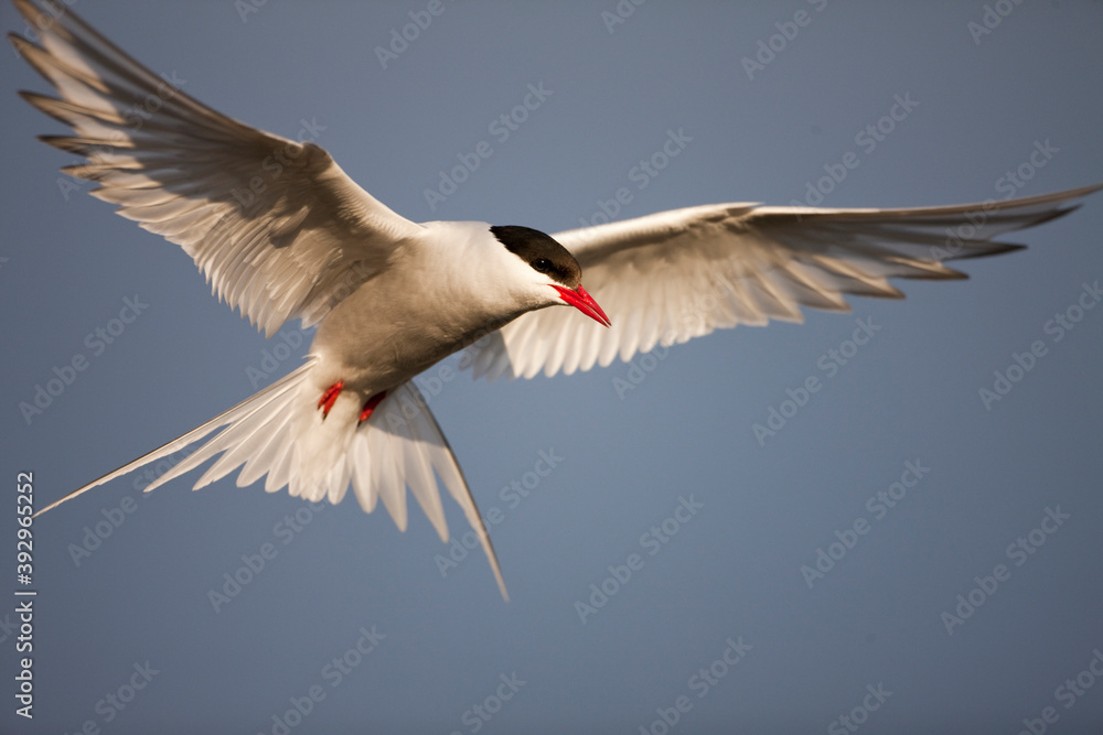 Obraz premium Arctic Tern, Svalbard, Norway