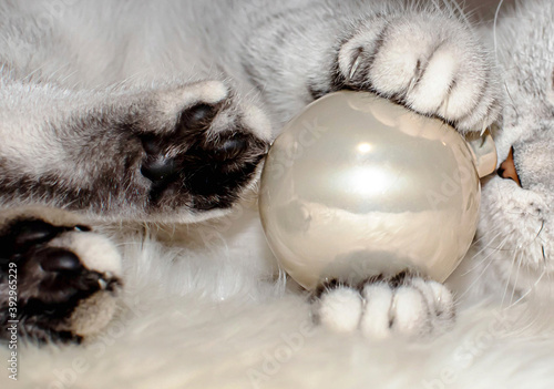 white cat playing with a ball