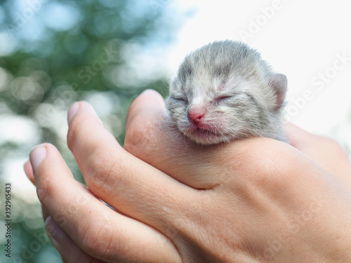 Cute grey newborn cat in caring hands outside