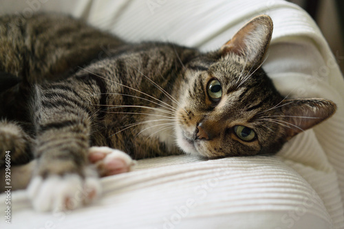 Pretty domestic tabby cat lying in the armchair and looking at camera