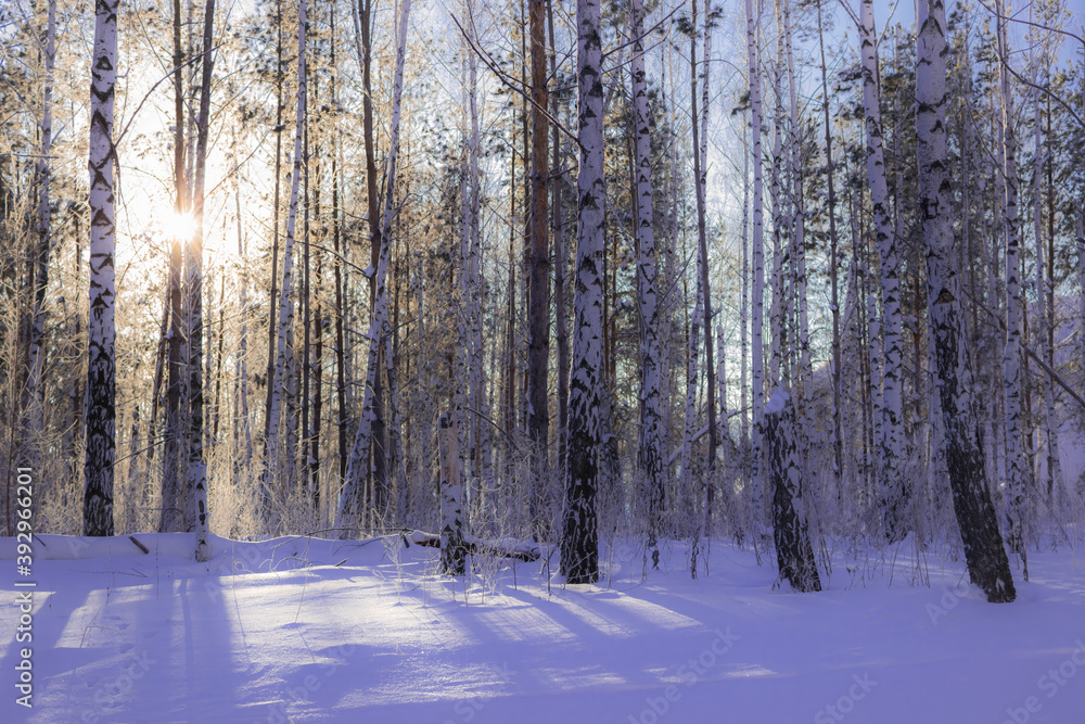 Winter birch wood in the Middle Volga region, Samara, Russia. Winter birch wood in the Middle Volga region, Samara, Russia.