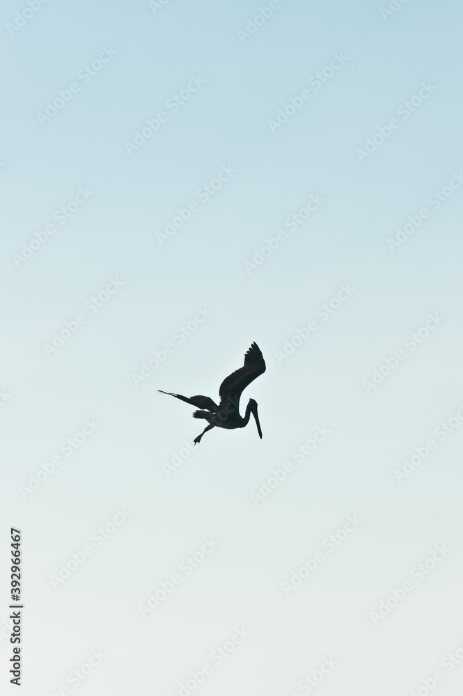 silhouette of brown pelicans, diving for meal, into the tropical water, of the gulf of Mexico, on sunny afternoon silhouette of brown pelicans, diving for meal, into the tropical water, of the gulf of Mexico, on sunny afternoon