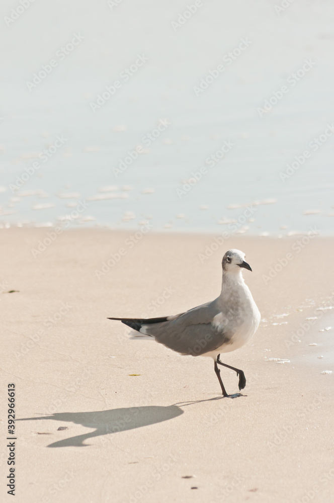 top, side view, medium distance of a seagull walking along a tropical, sandy, beach and shoreline of topical waters in gulf of Mexico on sunny morning top, side view, medium distance of a seagull walking along a tropical, sandy, beach and shoreline of topical waters in gulf of Mexico on sunny morning