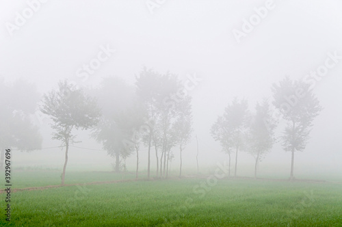 Foggy morning in the rural Punjab 