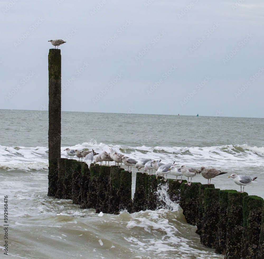 Group of seagulls on poles (wavebreakers), breaking waves Group of seagulls on poles (wavebreakers), breaking waves