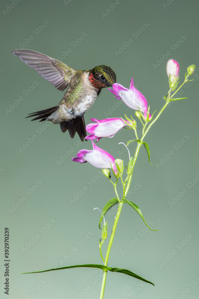 Fototapeta premium A Ruby-throated Hummingbird Gathering Nectar