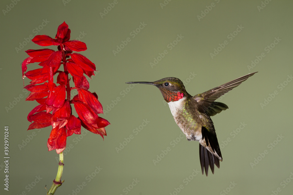 Fototapeta premium A Ruby-throated Hummingbird Hovering in front of a Flower