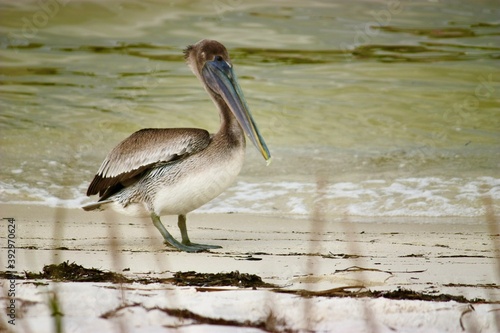 Brown Pelican on beaches of Pensacola Florida