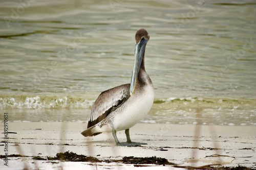 Brown Pelican on the beaches in Pensacola Florida