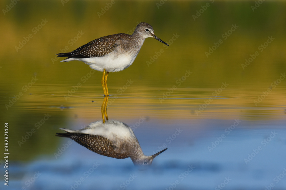 Obraz premium A Lesser Yellowlegs wades through a marsh on the Colorado prairie during fall migration.