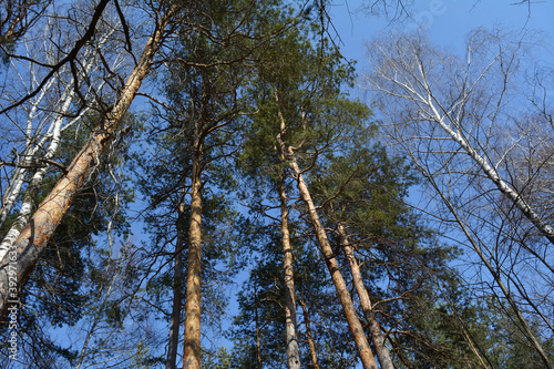Early spring in the forest. Pine trees with green needles, and bare birches on the background of clear blue sky.