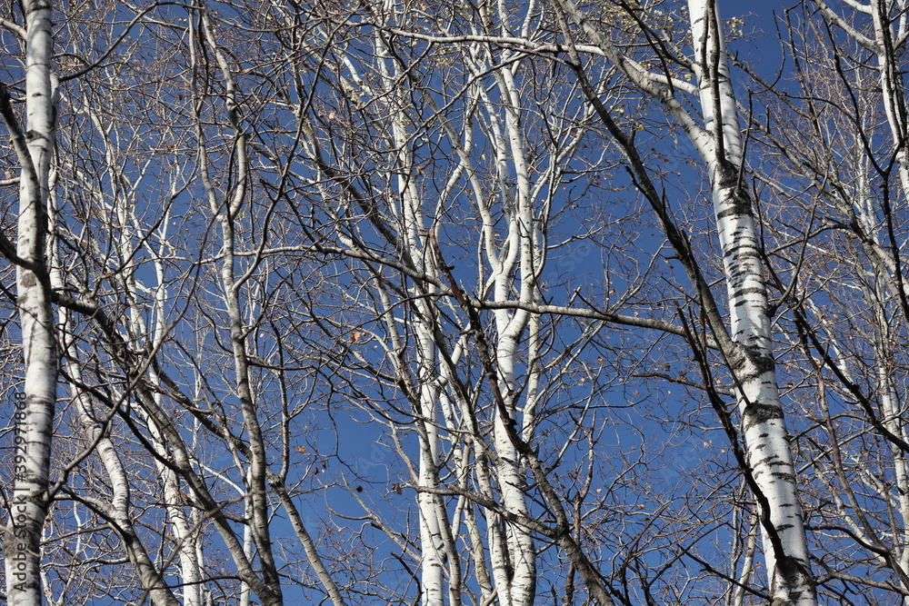 bare white birch trees against a blue sky bare white birch trees against a blue sky