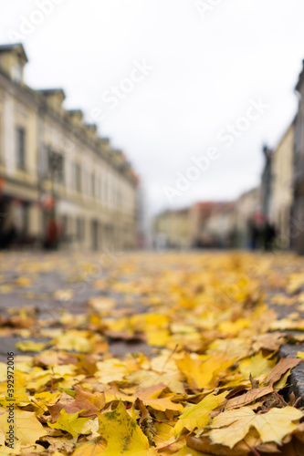 Yellow leaves on the street in autumn with blury background photo