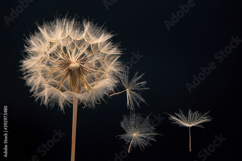 Dandelion seeds flying next to a flower on a dark background