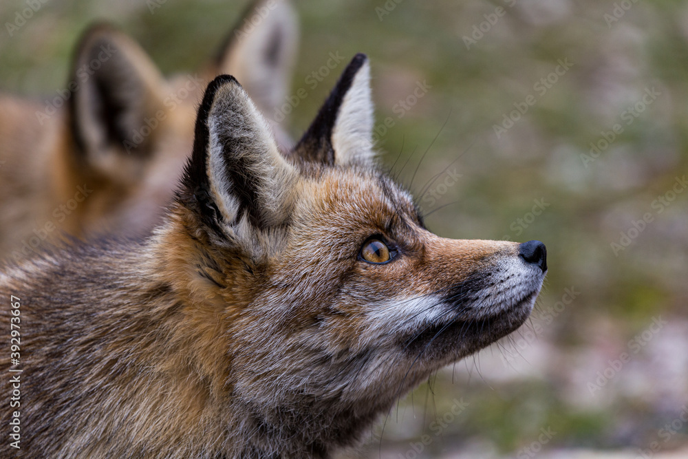 Fototapeta premium Zorro