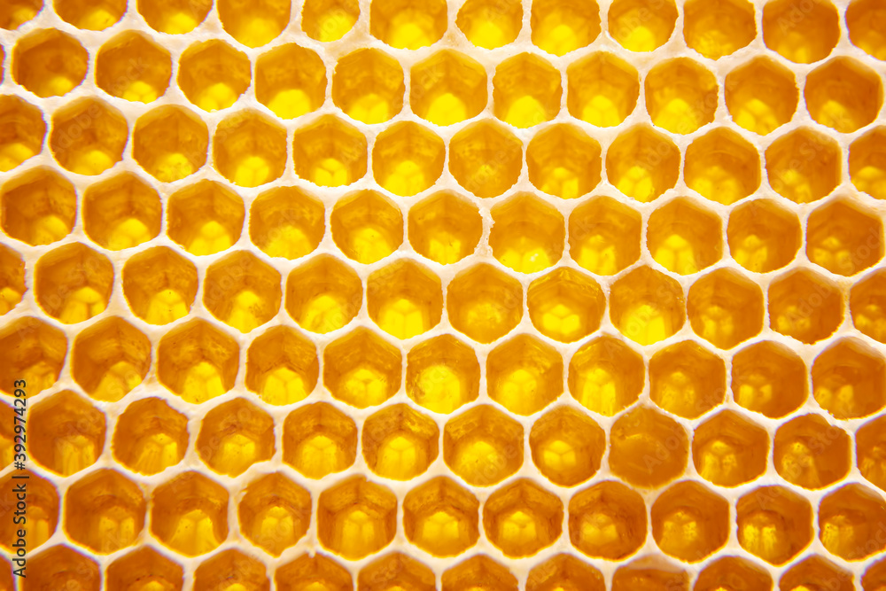 fresh bee honey in a honeycomb on the light close-up. vitamin natural food. texture and background