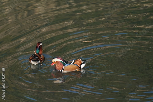 mandarin duck in the pond