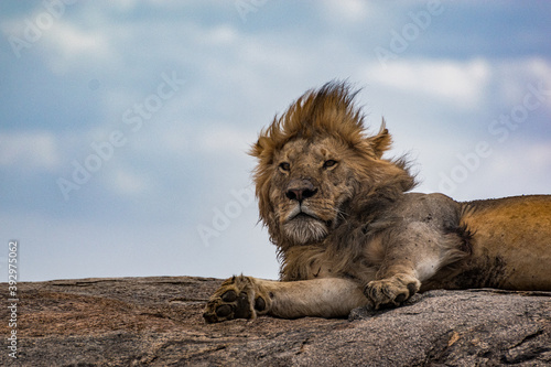 Fototapeta Naklejka Na Ścianę i Meble -  Majestic Lion