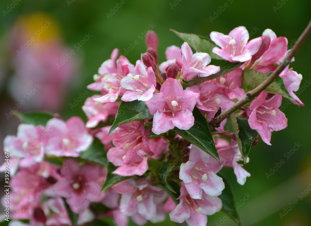 Weigela blooms in the garden. Weigela blooms in the garden.