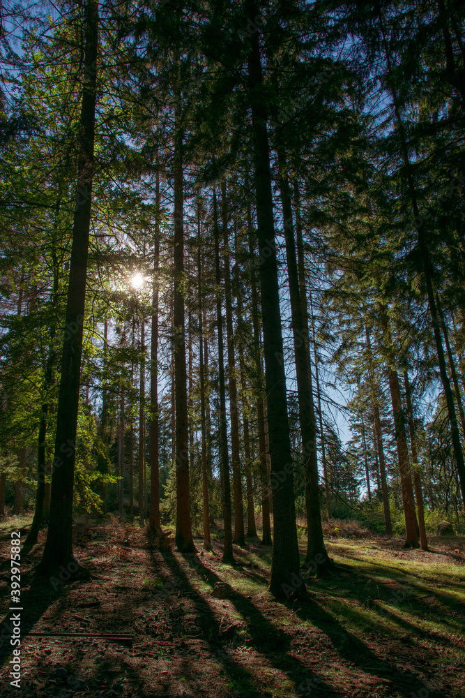 Forest and sun shining through the trees, Sumava national park, Czech republic Forest and sun shining through the trees, Sumava national park, Czech republic
