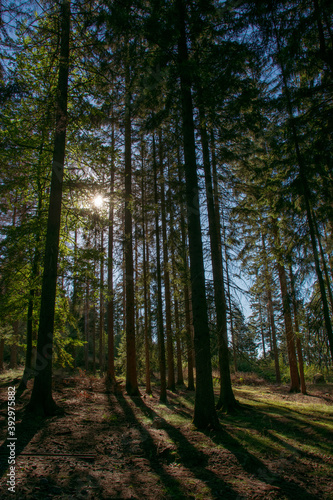 Forest and sun shining through the trees, Sumava national park, Czech republic