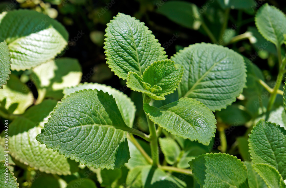 Cuban Oregano, Indian borage, Indian mint, Mexican mint, Mexican oregano or Spanish thyme (Plectranthus amboinicus). Medicinal herb. Cuban Oregano, Indian borage, Indian mint, Mexican mint, Mexican oregano or Spanish thyme (Plectranthus amboinicus). Medicinal herb.