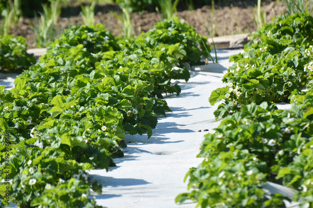 Growing strawberries using white agrofiber Growing strawberries using white agrofiber
