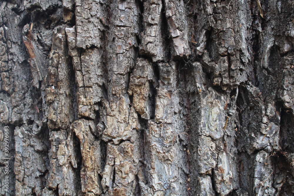 tree texture tree texture
