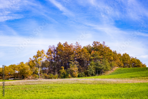 Paesaggio di alberi del bosco durante l'autunno con colori saturi