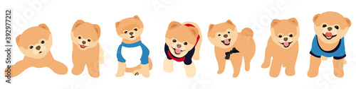 Vector image. The picture shows how Spitz dogs are drawn by hand. Suitable for coloring book, pet shop or pet lovers. Fluffy tails and beige fur.