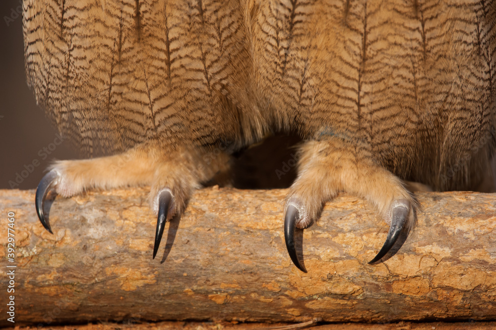 A Eurasian Eagle Owl's Sharp Talons Stock Photo | Adobe Stock