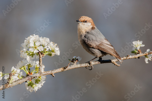 A Brown-headed Nuthatch perched on a Plum Branch photo