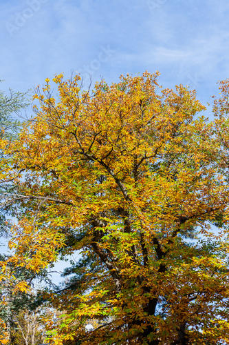 Paesaggio di alberi del bosco durante l'autunno con colori saturi