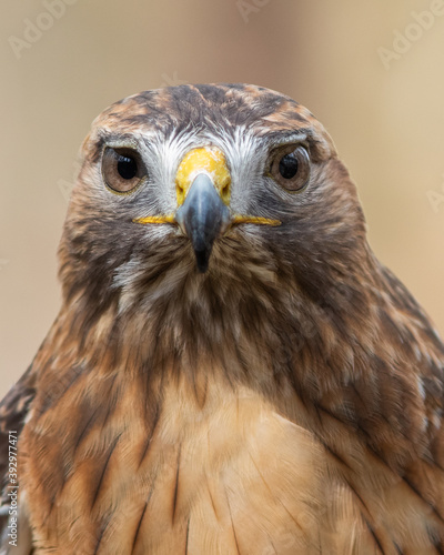 A  Red-tailed Hawk Looking Straight into the Camera photo