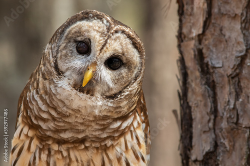 A Barred Owl Perched on a Pine Branch photo