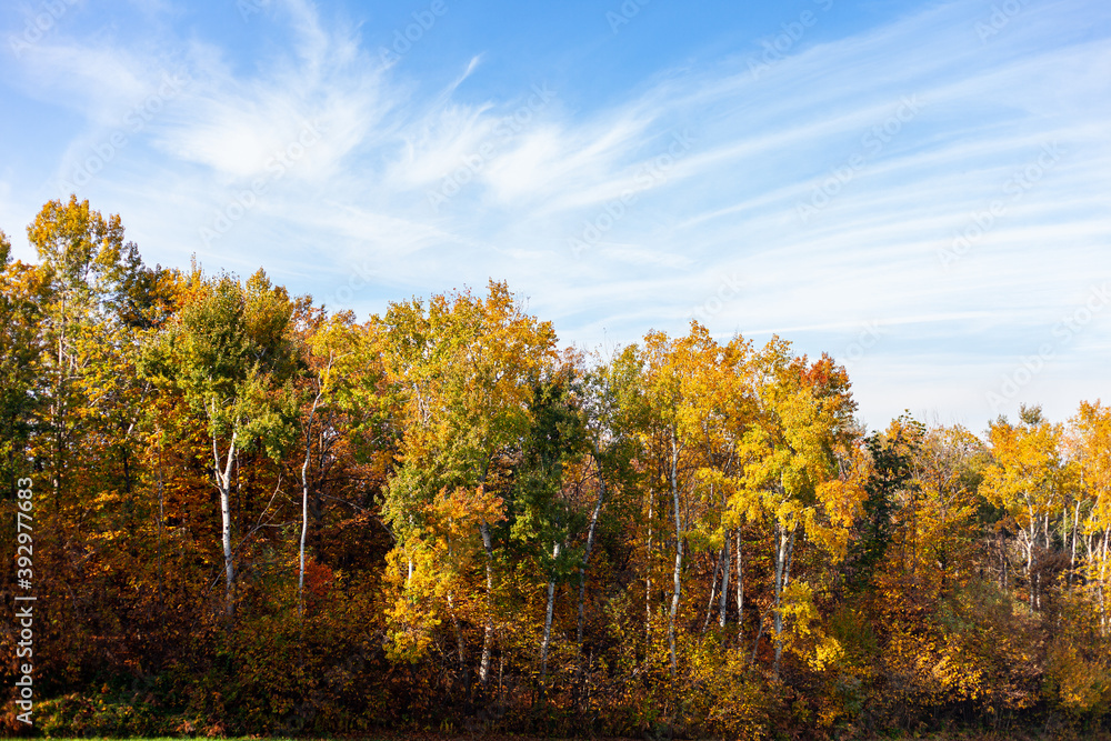 Paesaggio di alberi del bosco durante l'autunno  con colori saturi