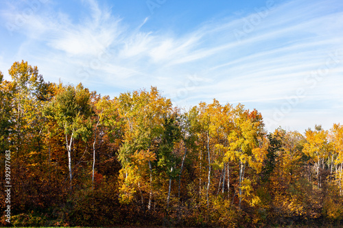Fototapeta Naklejka Na Ścianę i Meble -  Paesaggio di alberi del bosco durante l'autunno  con colori saturi