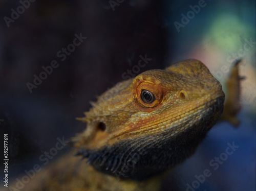 A reptile animal in a zoo focusing at the eye