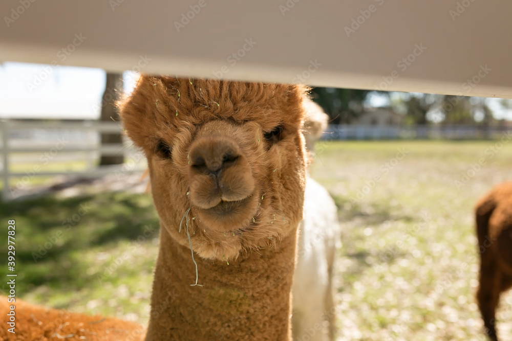 Fototapeta premium Young brown alpaca peeking behind fence at Golden Spirit Alpaca Farm