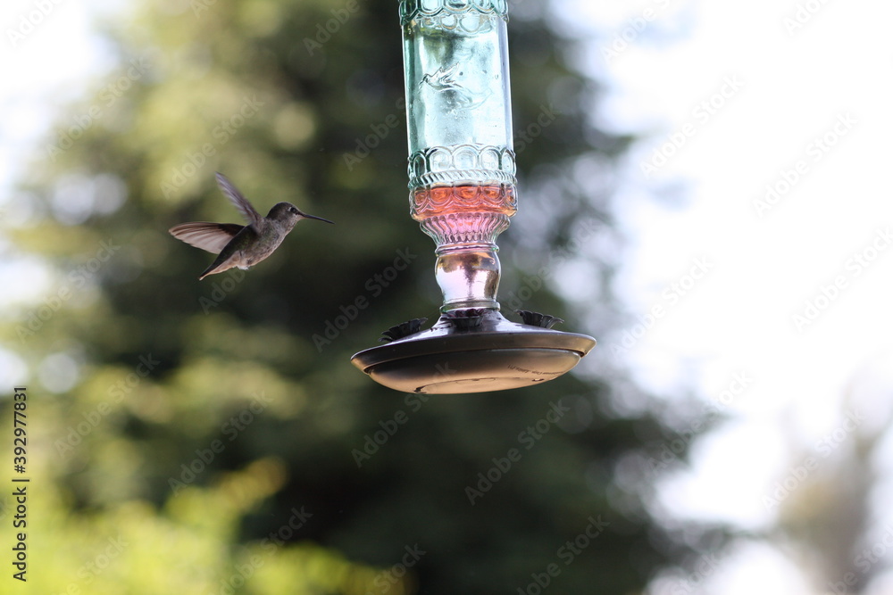 Fototapeta premium bird feeding in Santa Rosa California