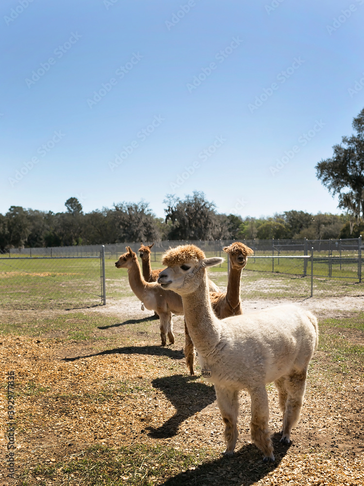 Fototapeta premium Four Huachaya alpacas standing in a field, blue sky and sunny