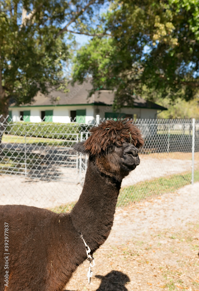 Fototapeta premium Dark brown Huachaya alpaca at farm standing in sun
