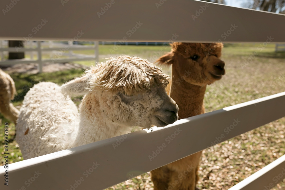 Fototapeta premium Two young alpacas looking through white fence